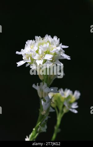 Hoary Alison, Berteroa incana, noto anche come Hoary falso madwort o Hoary allergen, pianta di fioritura selvatica dalla Finlandia Foto Stock