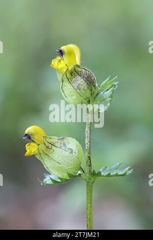 Rhinanthus angustifolius, comunemente noto come Rattle a foglie strette o Greater Yellow-Rattle, fiore selvatico finlandese Foto Stock