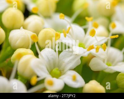 Primo piano dei fiori di un albero di vialetto (Viburnum lantana) in primavera, Vienna (Austria) Foto Stock