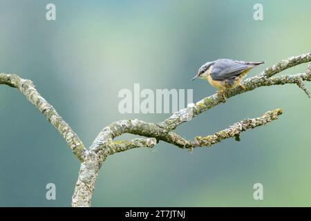 Un Nuthatch eurasiatico seduto su un albero, nuvoloso mattino d'estate Foto Stock