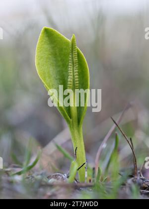 Ophioglossum vulgatum, comunemente noto come lingua di adder, lingua di adder meridionale o felce di adderstongue, pianta selvatica proveniente dalla Finlandia Foto Stock