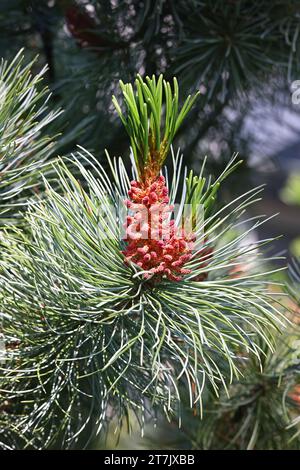 Pinus pumila, comunemente noto come pino nana siberiano, pino nana siberiano o pino nana Foto Stock
