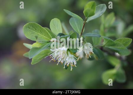 Lonicera Caerulea, conosciuta come succhietto di miele blu, succhietto di miele di mirtillo, succhietto di miele di mosca, succhietto di miele di bacca blu o bacca di miele Foto Stock