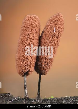 Stemonitopsis hyperopta, melma dalla Finlandia, immagine al microscopio della sporangia Foto Stock