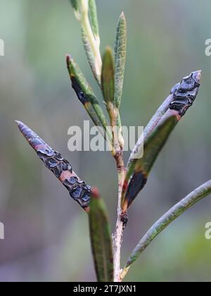 Rhytisma andromedae, un fungo di macchie di catrame che cresce su foglie di rosmarino palustre, Andromeda polifolia Foto Stock