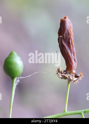 Taphrina padi è un agente patogeno della pianta fungina che induce la forma di sacca prugna sulla ciliegia degli uccelli, Prunus padus Foto Stock