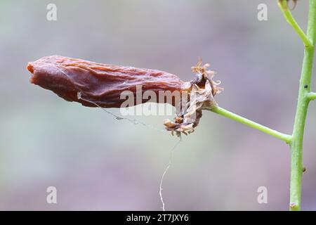 Taphrina padi è un agente patogeno della pianta fungina che induce la forma di sacca prugna sulla ciliegia degli uccelli, Prunus padus Foto Stock