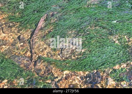 Fontinalis dalecarlica, comunemente noto come muschio di fontana, muschio di ruscello o muschio d'acqua, fotografato in un torrente forestale in Finlandia Foto Stock