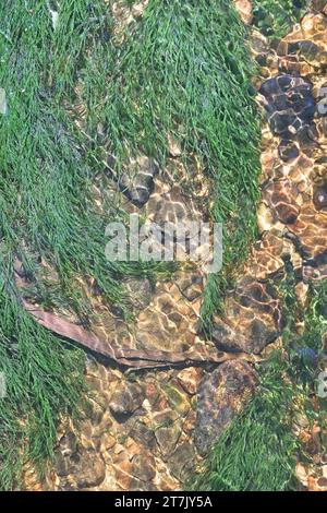 Fontinalis dalecarlica, comunemente noto come muschio di fontana, muschio di ruscello o muschio d'acqua, fotografato in un torrente forestale in Finlandia Foto Stock