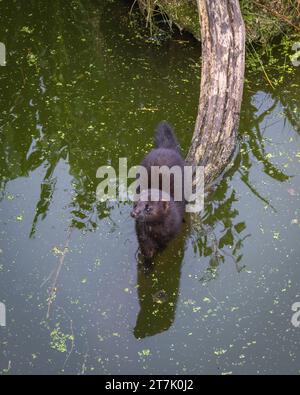 American Mink (Neogale Vison) nel suo recinto presso il British Wildlife Centre, Lingfield, Surrey, Inghilterra, Regno Unito Foto Stock