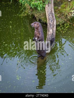 American Mink (Neogale Vison) nel suo recinto presso il British Wildlife Centre, Lingfield, Surrey, Inghilterra, Regno Unito Foto Stock