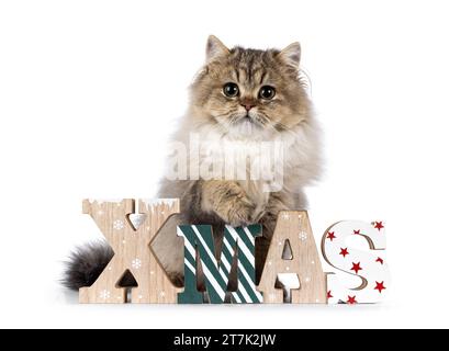 Gattino britannico Longhair, soffice e grazioso, seduto di fronte dietro il testo di Natale in legno. Guardando la fotocamera con grandi occhi rotondi. Isolato su un retro bianco Foto Stock