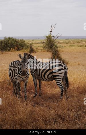 Coppia di zebre di Grant sulla savana africana al Parco Nazionale di Amboseli nella contea di Kajiado, Kenya, cielo nuvoloso in 2023 calda giornata invernale di luglio - verticale Foto Stock