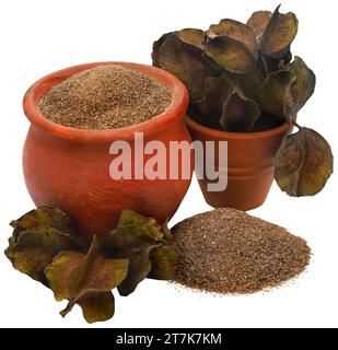 Frutto ayurvedico di arjun con polvere macinata in ceramica Foto Stock