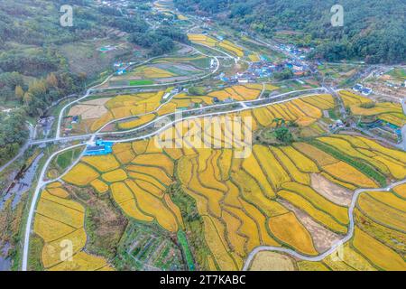 Una fotografia delle risaie gialle della Corea rurale scattata da un drone Foto Stock