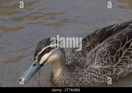 L'anatra nera del Pacifico nuota in una diga e guarda la macchina fotografica Foto Stock