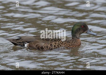 Chestnut Teal maschio, che nuota su uno stagno Foto Stock