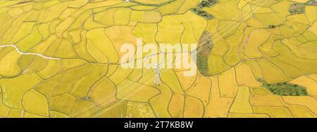 Una fotografia delle risaie gialle della Corea rurale scattata da un drone Foto Stock