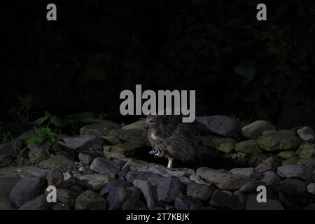 Gufo di pesce di Blakiston (Ketupa blakistoni) che pesca di notte Hokkaido Giappone Foto Stock