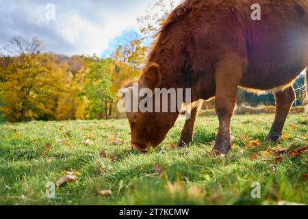 Mucca marrone che pascolava sul campo. Mucca di Jersey che mangia erba verde sul pascolo. Allevamento di bovini. Produzione di latte in azienda Foto Stock