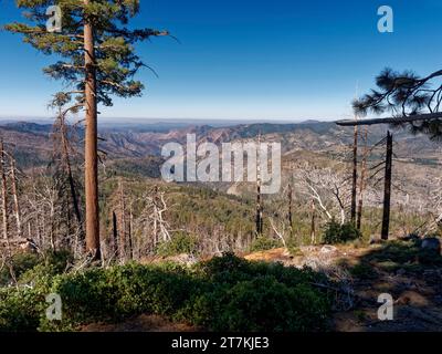 Foresta danneggiata da un incendio sopra la Yosemite Valley vista da Glacier Piint Road, Yosemite National Park, California, USA Foto Stock