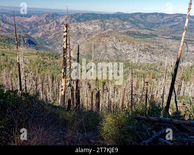 Foresta danneggiata da un incendio sopra la Yosemite Valley vista da Glacier Piint Road, Yosemite National Park, California, USA Foto Stock