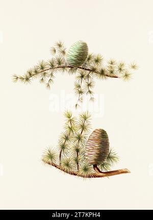 Rappresentazione botanica d'epoca di frutti di pinecone. Piatto tratto da un libro botanico del XIX secolo Foto Stock