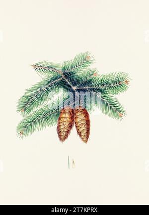 Rappresentazione botanica d'epoca di frutti di pinecone. Piatto tratto da un libro botanico del XIX secolo Foto Stock