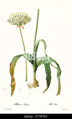 Vecchia illustrazione dell'aglio nero (Allium nigrum). Les Liliacées, di P. J. Redouté. Imp. Didot Jeune, Parigi, 1805 - 1816 Foto Stock