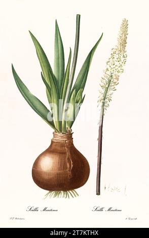 Vecchia illustrazione di Squill (Drimia maritima). Les Liliacées, di P. J. Redouté. Imp. Didot Jeune, Parigi, 1805 - 1816 Foto Stock