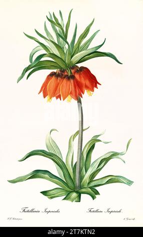 Vecchia illustrazione della Corona imperiale (Fritillaria imperialis). Les Liliacées, di P. J. Redouté. Imp. Didot Jeune, Parigi, 1805 - 1816 Foto Stock