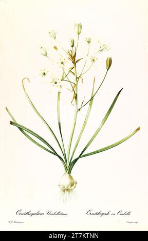 Vecchia illustrazione della Stella di Betlemme (Ornithogalum umbellatum). Les Liliacées, di P. J. Redouté. Imp. Didot Jeune, Parigi, 1805 - 1816 Foto Stock