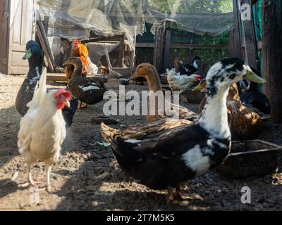 Anatre domestiche e polli nel podere. Polli e anatra in fattoria campo libero. Foto Stock