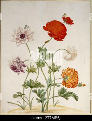 Maria Sibylla Merian papaveri di colori diversi. Pittura in miniatura ad acquerello e tempera su pergamena 1695 , 1695 Foto Stock