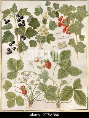 Maria Sibylla Merian fragole, ribes e uva spina. Pittura in miniatura ad acquerello e tempera su pergamena Foto Stock