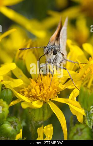 Braundickopffalter, Braunkolbiger Braundickopffalter, Braunkolbiger Dickkopffalter, Braunkolbiger Braundickopf, Ockergelber Dickkopffalter, Braunko Foto Stock