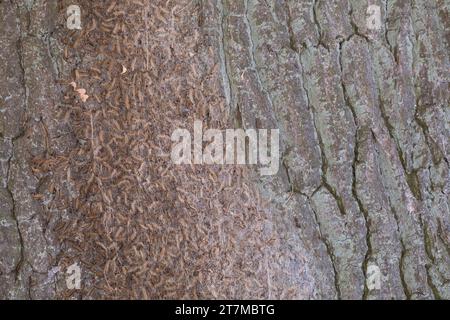 Eichen-Prozessionsspinner, Prozessionsspinner, Eichenprozessionsspinner, Raupe, Raupen, Gespinstnest, Raupennest, Nest, Gespinstsack, Gespinstballen, Foto Stock