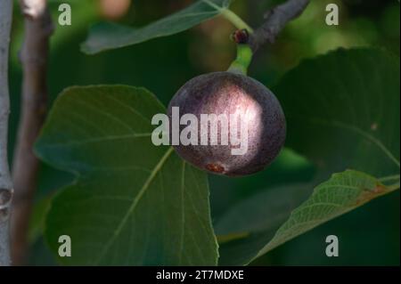 Deliziosi fichi sui rami degli alberi in autunno a Cipro 2 Foto Stock