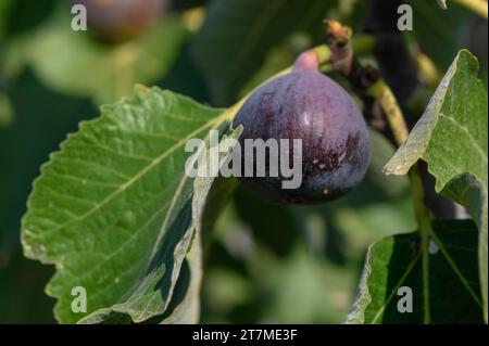 Deliziosi fichi sui rami degli alberi in autunno a Cipro 1 Foto Stock