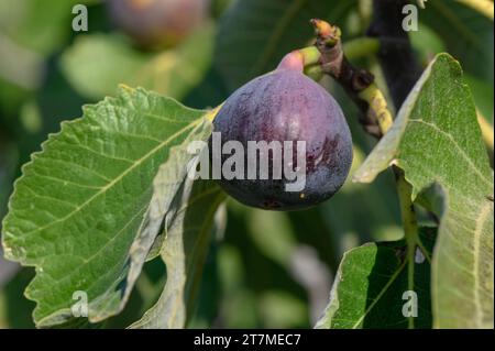 Deliziosi fichi sui rami degli alberi in autunno a Cipro Foto Stock