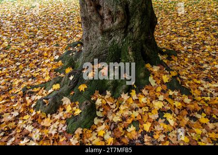 Paesaggio autunnale con alberi Foto Stock