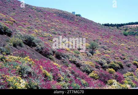 La comunità degli arbusti dominata dalla salvia canariensis (Salvia canariensis). Questa foto è stata scattata a Gran Canaria, Isole Canarie, Spagna. Foto Stock