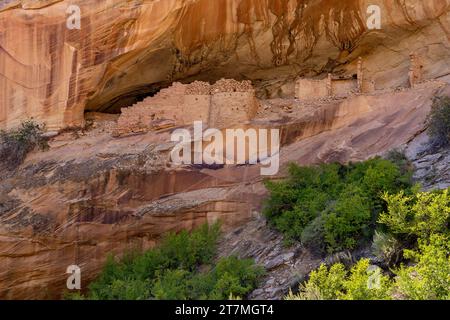 Monarch Cave Ruins, un'antica scogliera puebloana che dimora in un canyon laterale di Butler Wash, Bears Ears National Monument, Utah. Foto Stock