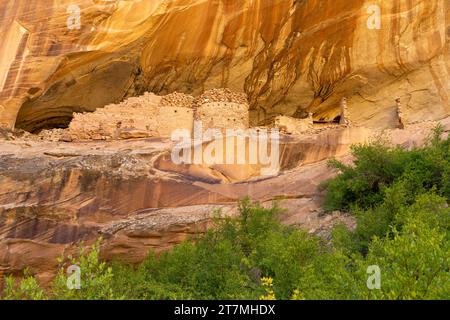 Monarch Cave Ruins, un'antica scogliera puebloana che dimora in un canyon laterale di Butler Wash, Bears Ears National Monument, Utah. Foto Stock