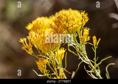 Rubber Rabbitbrush, Ericameria nauseosa, in fiore in autunno nel Kodachrome Basin State Park nello Utah. Foto Stock