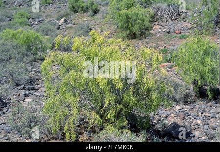 Balo (Plocama pendula) è un arbusto endemico per tutte le isole Canarie, ad eccezione di Lanzarote. Questa foto è stata scattata a Tenerife, Isole Canarie, Spagna. Foto Stock