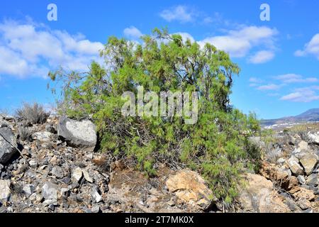 Balo (Plocama pendula) è un arbusto endemico per tutte le isole Canarie, ad eccezione di Lanzarote. Questa foto è stata scattata a Tenerife, Isole Canarie, Spagna. Foto Stock