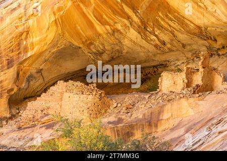 Monarch Cave Ruins, un'antica scogliera puebloana che dimora in un canyon laterale di Butler Wash, Bears Ears National Monument, Utah. Foto Stock