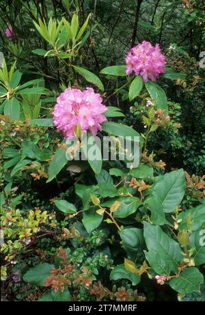 Pacific rhododendron (Rhododendron macrophyllum) nella zona di Siltcoos River, Oregon Dunes National Recreation Area, Oregon Foto Stock