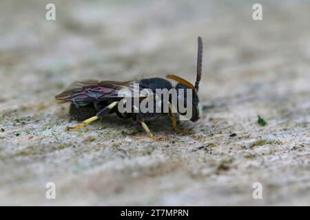 Primo piano su un maschio della rara e minacciata ape spatolata, Hylaeus punctatus , trovata in Belgio Foto Stock